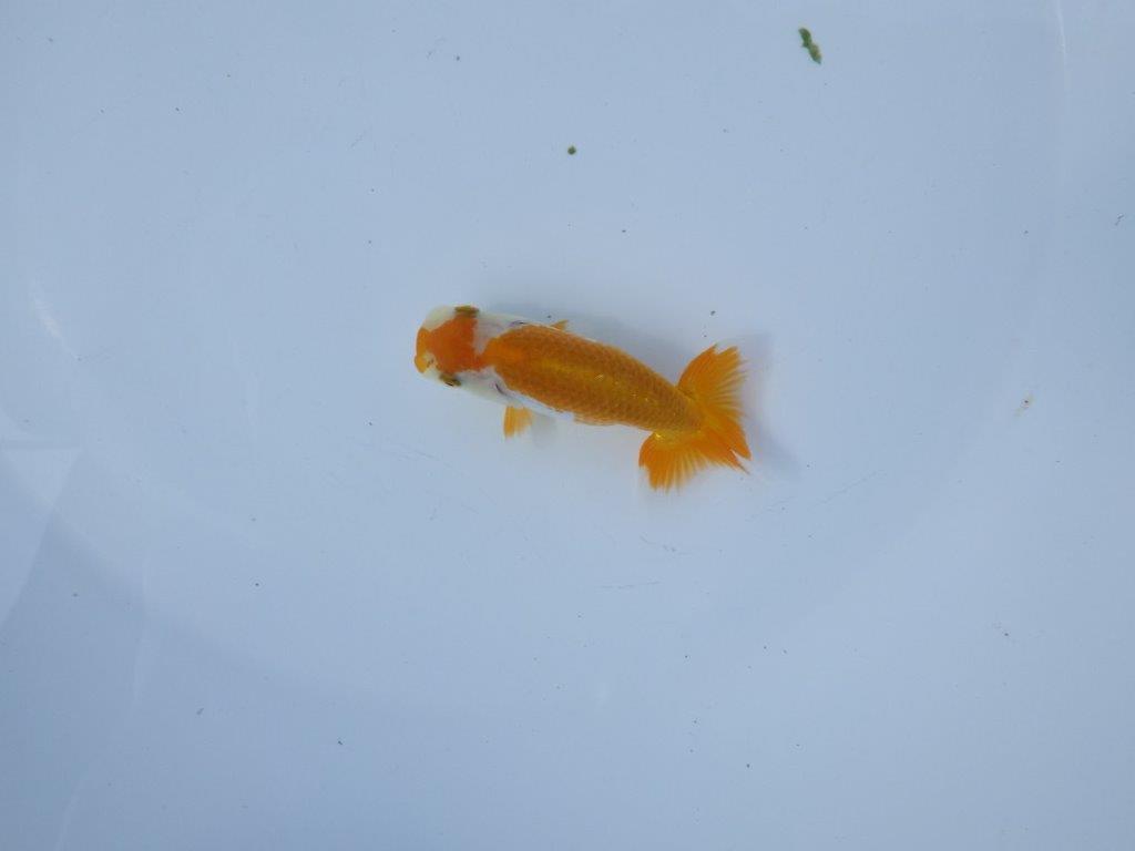 【管理魚 当歳らんちゅう 】背のラインが綺麗で水槽映えする更紗！　約10,5㎝