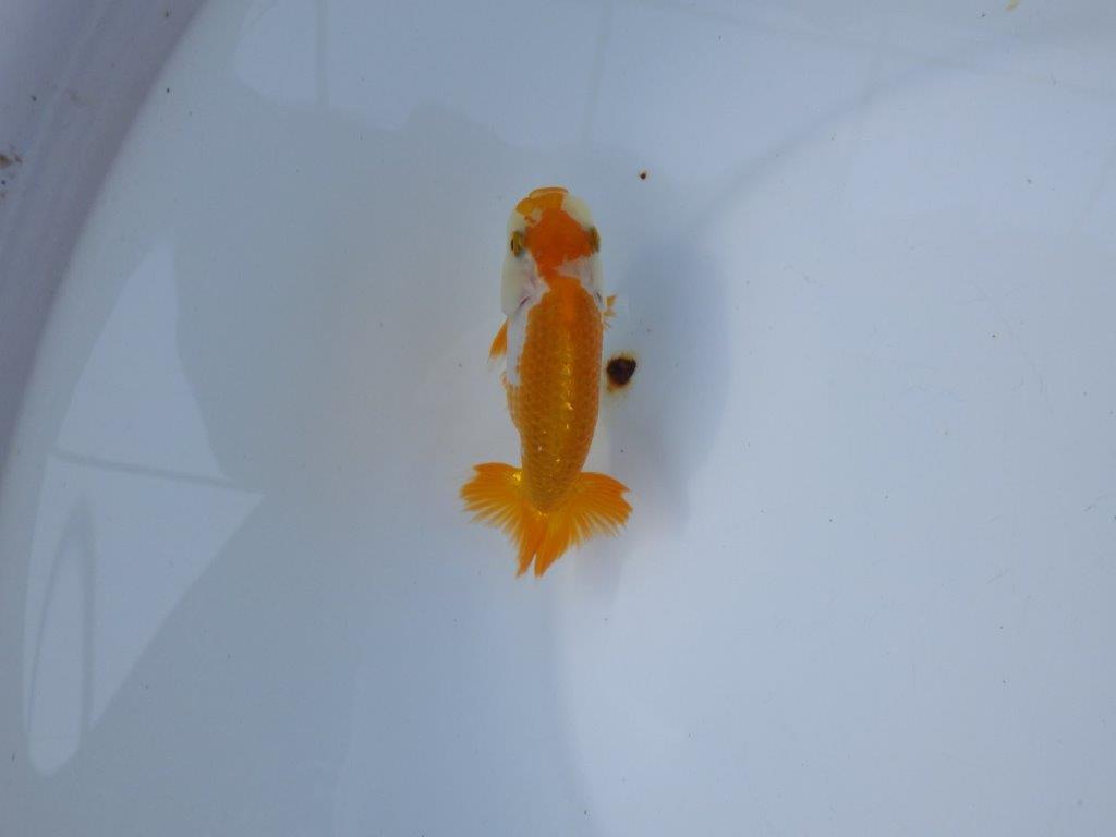 【管理魚 当歳らんちゅう 】背のラインが綺麗で水槽映えする更紗！　約10,5㎝