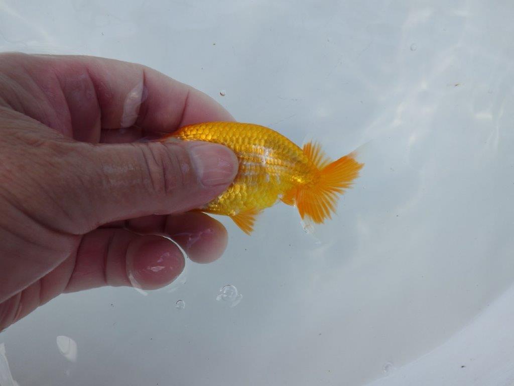 【管理魚 当歳らんちゅう 】背のラインが綺麗で水槽映えする更紗！　約10,5㎝