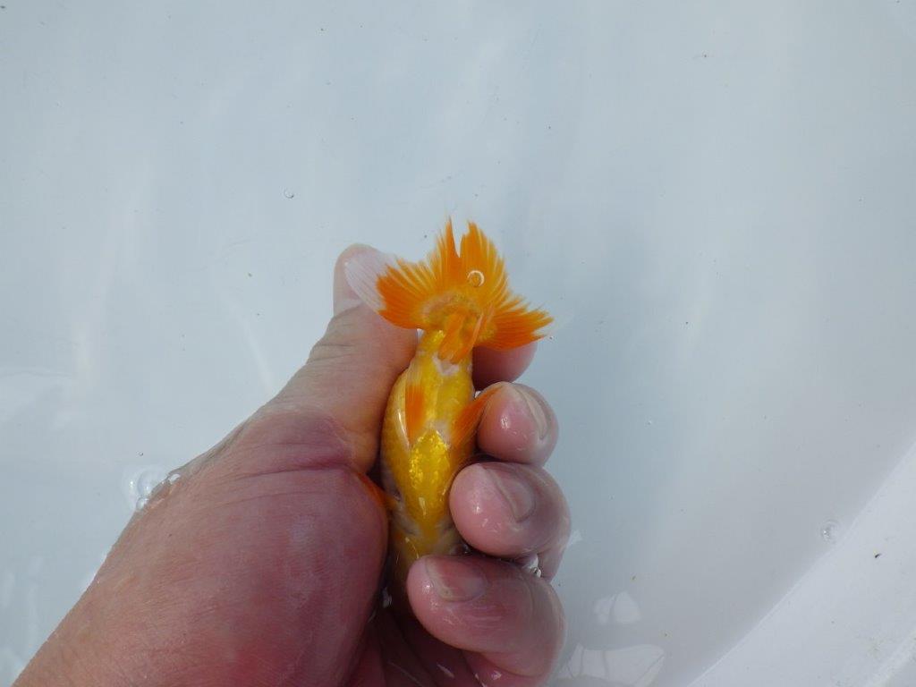 【管理魚 当歳らんちゅう 】背のラインが綺麗で水槽映えする更紗！　約10,5㎝