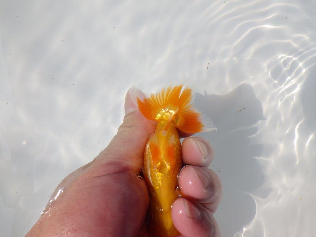 【管理魚 当歳らんちゅう 】種にもお使い頂きたい！　約11㎝