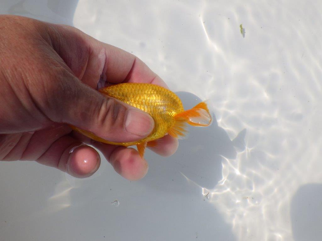 【管理魚 当歳らんちゅう 】種にもお使い頂きたい！　約11㎝