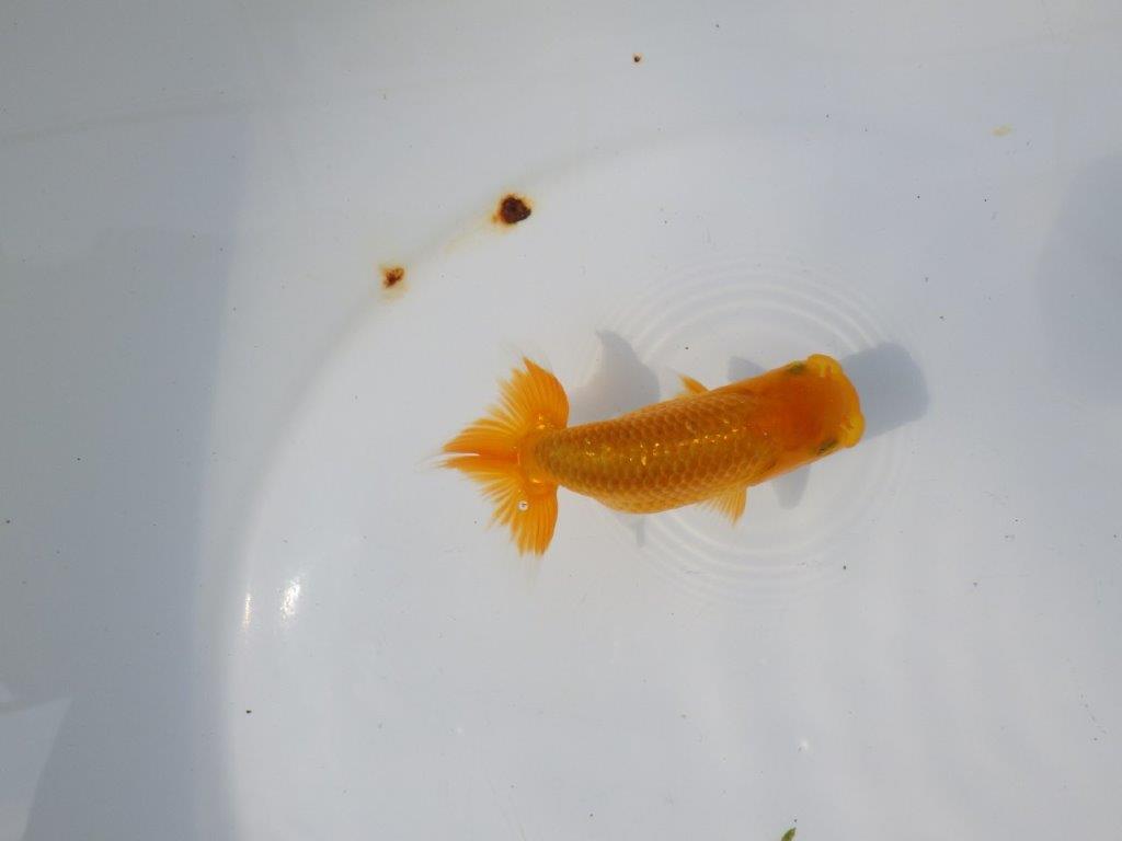 【管理魚 当歳らんちゅう 】種にもお使い頂きたい！　約11㎝