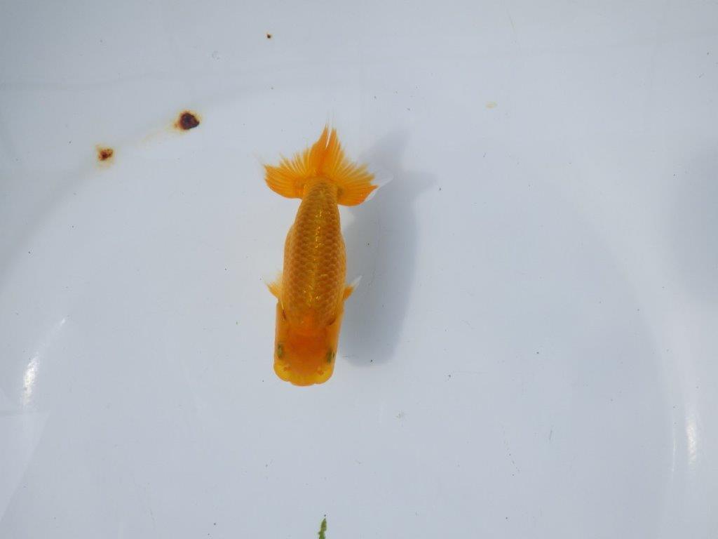 【管理魚 当歳らんちゅう 】種にもお使い頂きたい！　約11㎝の上身