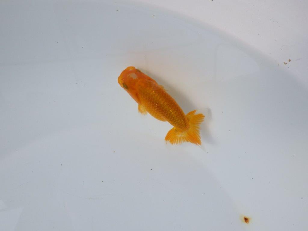 【管理魚 当歳らんちゅう 】頭の雰囲気、尾の雰囲気が良いです！　約11㎝