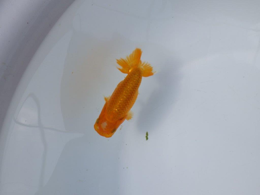 【管理魚 当歳らんちゅう 】頭の雰囲気、尾の雰囲気が良いです！　約11㎝