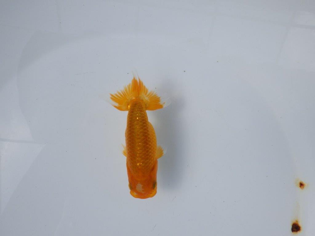 【管理魚 当歳らんちゅう 】頭の雰囲気、尾の雰囲気が良いです！　約11㎝の上身