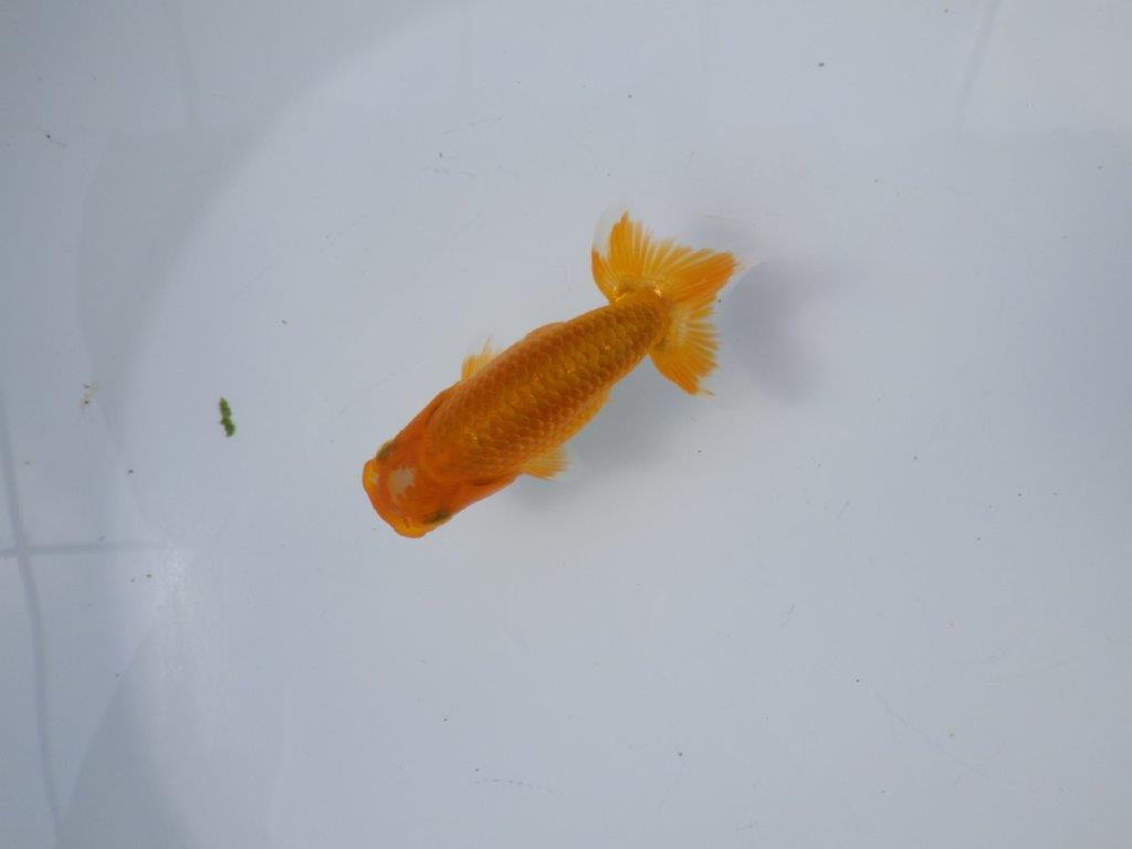 【管理魚 当歳らんちゅう 】頭の雰囲気、尾の雰囲気が良いです！　約11㎝