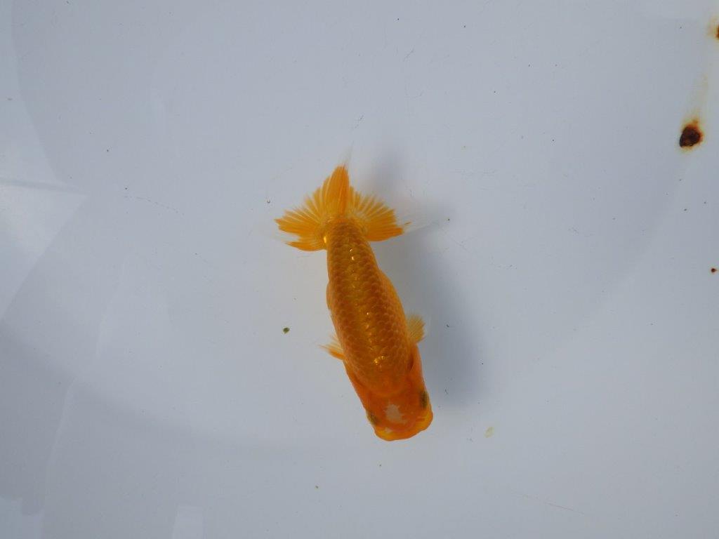 【管理魚 当歳らんちゅう 】頭の雰囲気、尾の雰囲気が良いです！　約11㎝