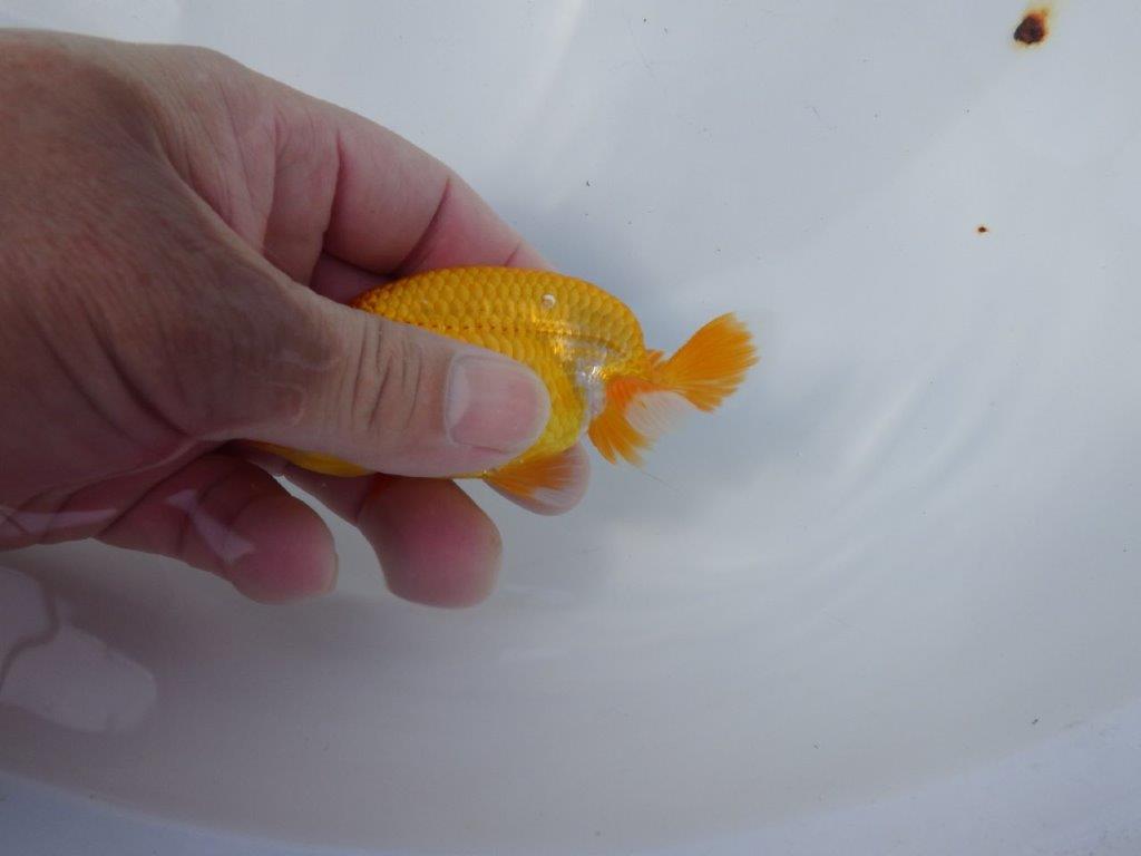 【管理魚 当歳らんちゅう 】頭の雰囲気、尾の雰囲気が良いです！　約11㎝
