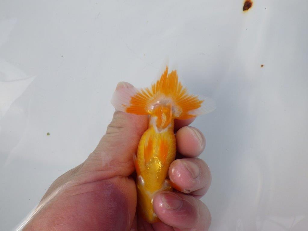 【管理魚 当歳らんちゅう 】頭の雰囲気、尾の雰囲気が良いです！　約11㎝