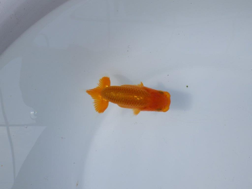 【管理魚 当歳らんちゅう 】非常に雰囲気が良くなってきました！　約10,5㎝