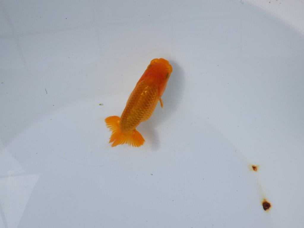 【管理魚 当歳らんちゅう 】非常に雰囲気が良くなってきました！　約10,5㎝