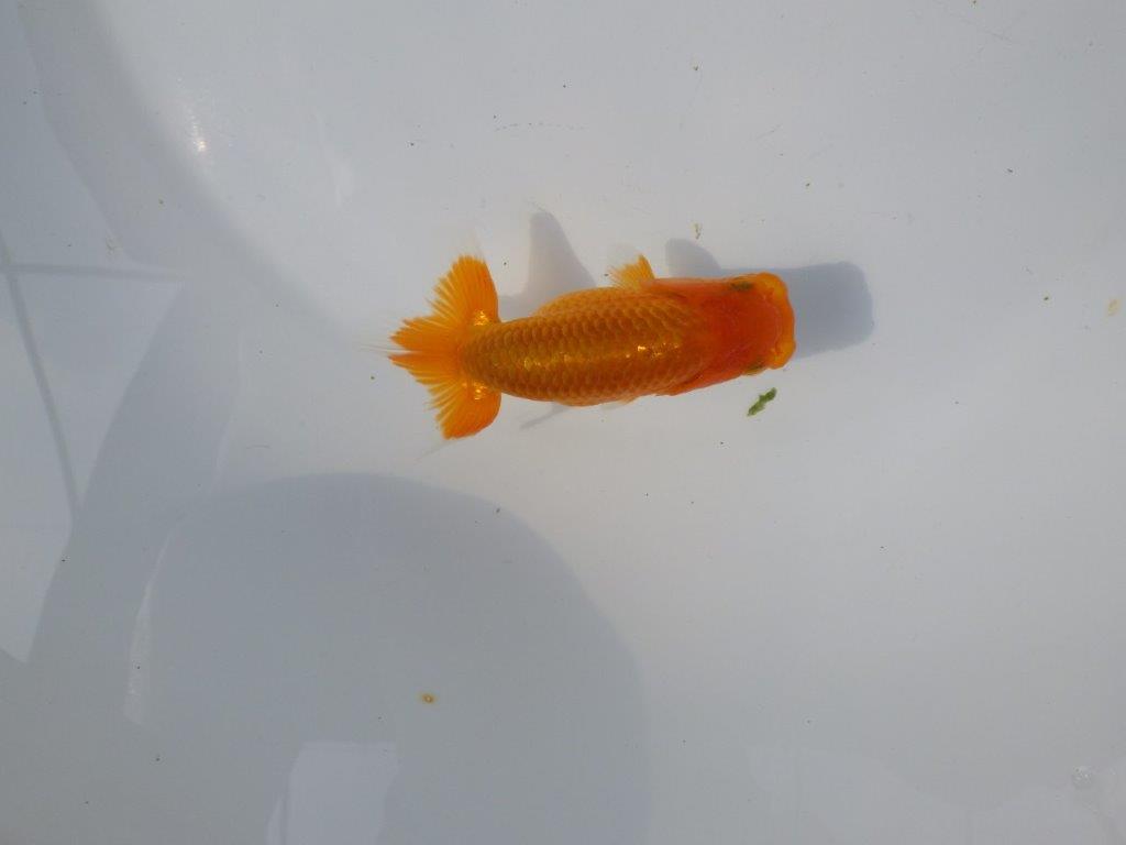 【管理魚 当歳らんちゅう 】非常に雰囲気が良くなってきました！　約10,5㎝