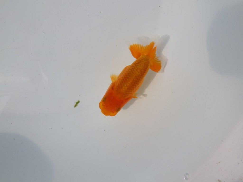 【管理魚 当歳らんちゅう 】非常に雰囲気が良くなってきました！　約10,5㎝