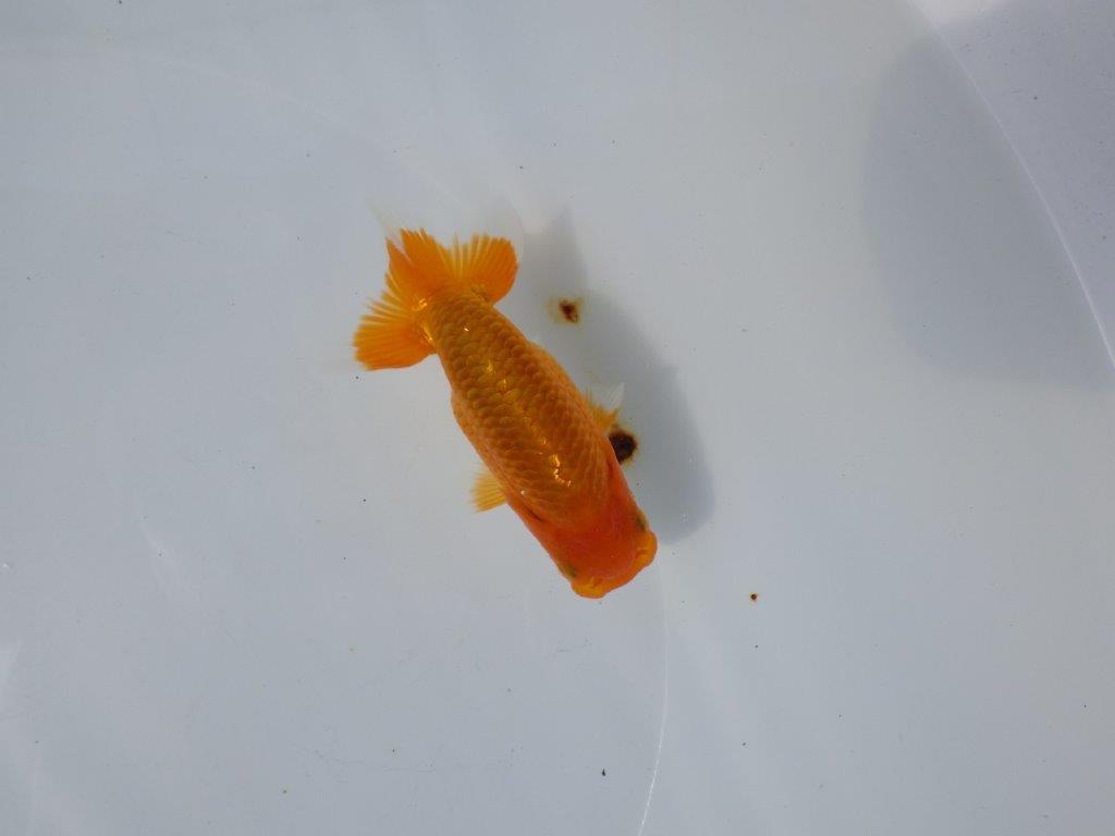 【管理魚 当歳らんちゅう 】非常に雰囲気が良くなってきました！　約10,5㎝
