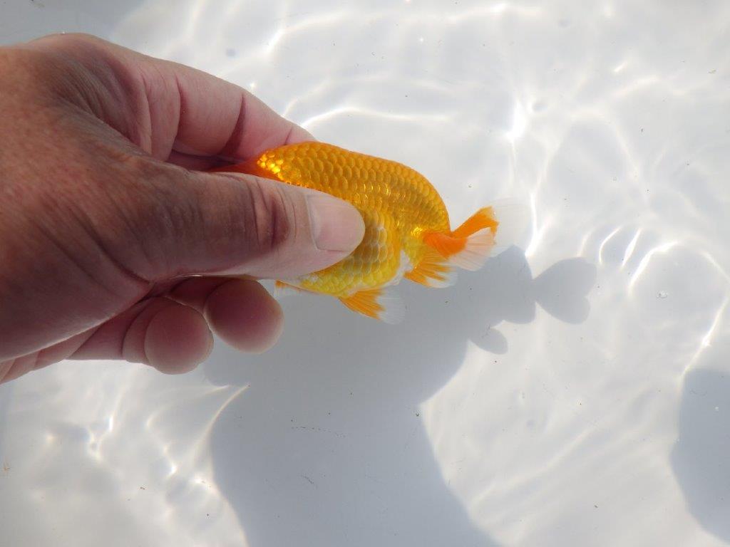 【管理魚 当歳らんちゅう 】非常に雰囲気が良くなってきました！　約10,5㎝