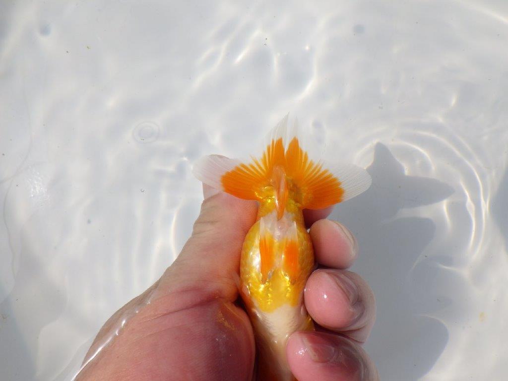 【管理魚 当歳らんちゅう 】非常に雰囲気が良くなってきました！　約10,5㎝