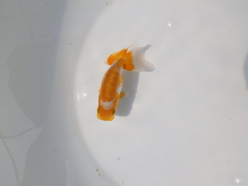 【管理魚 当歳らんちゅう 】非常に美しい柄の更紗です！　約10㎝