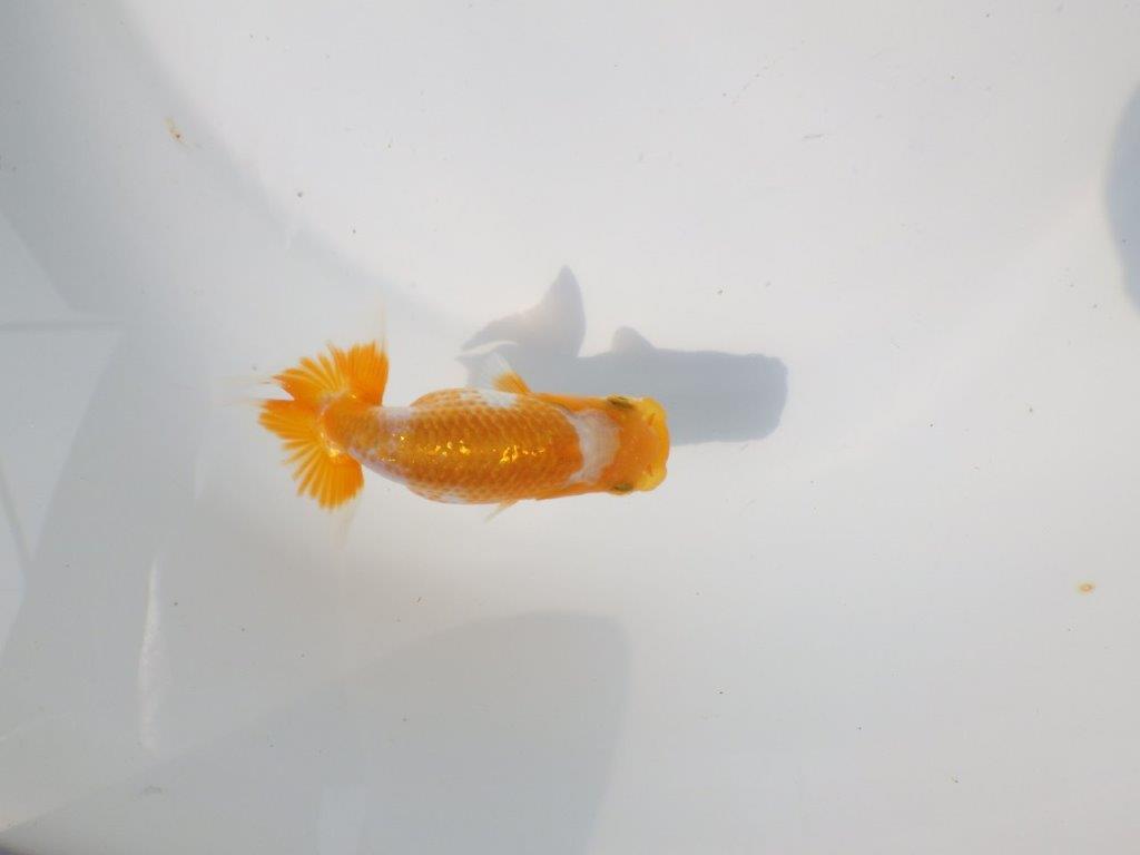 【管理魚 当歳らんちゅう 】非常に美しい柄の更紗です！　約10㎝