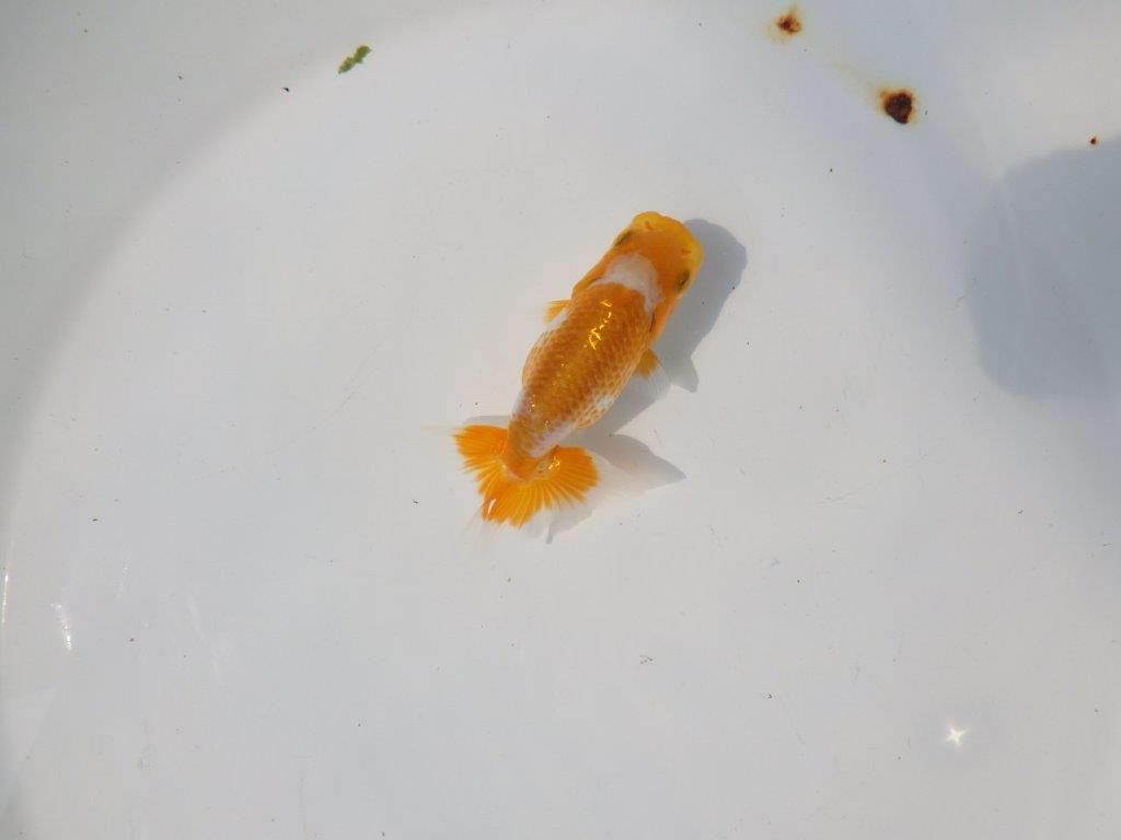 【管理魚 当歳らんちゅう 】非常に美しい柄の更紗です！　約10㎝