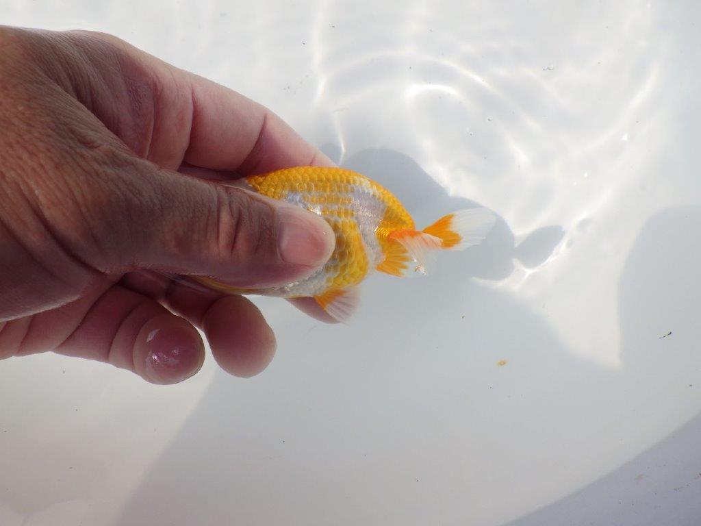 【管理魚 当歳らんちゅう 】非常に美しい柄の更紗です！　約10㎝