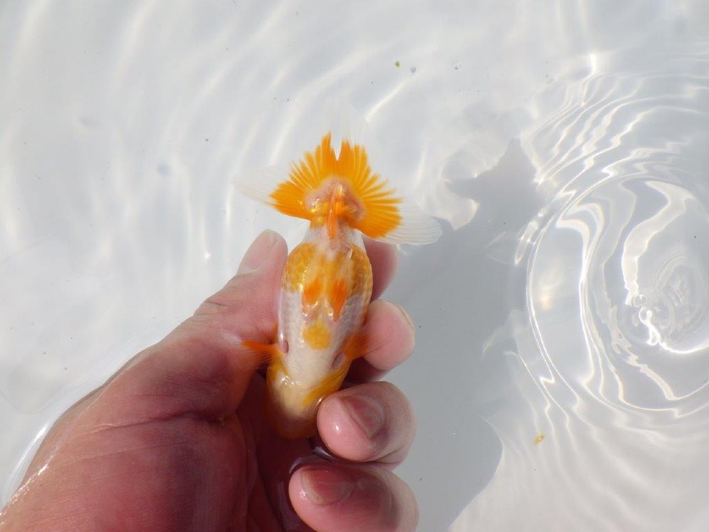 【管理魚 当歳らんちゅう 】非常に美しい柄の更紗です！　約10㎝
