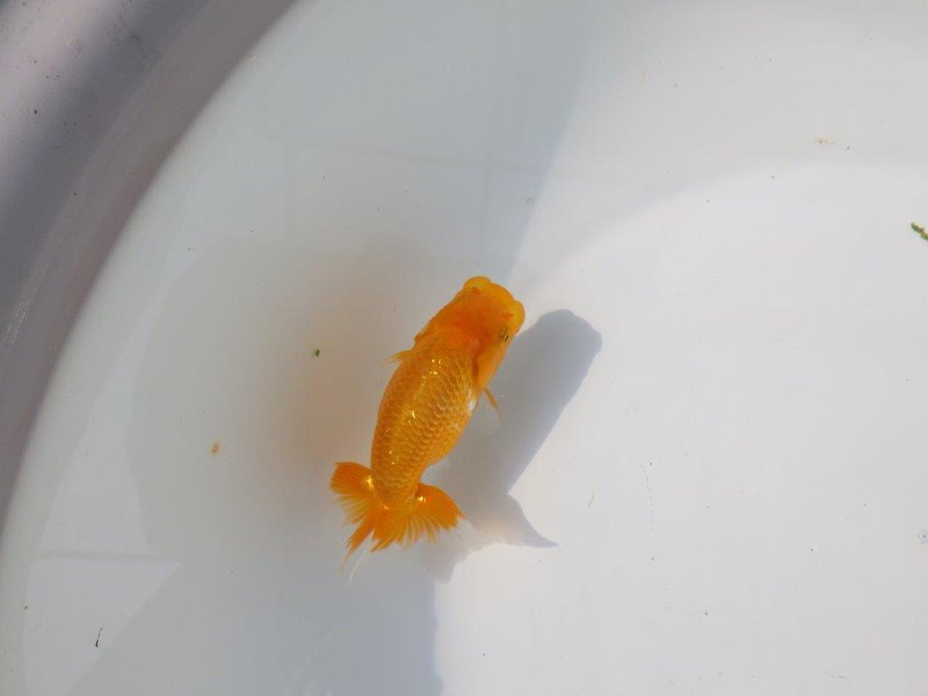 【管理魚 当歳らんちゅう 】雰囲気が良くなってきました！　約11㎝