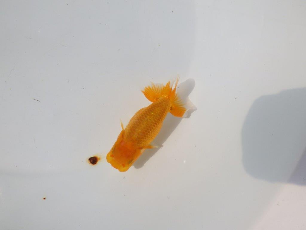 【管理魚 当歳らんちゅう 】雰囲気が良くなってきました！　約11㎝