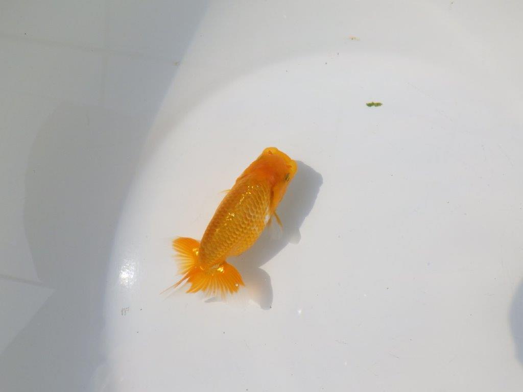 【管理魚 当歳らんちゅう 】雰囲気が良くなってきました！　約11㎝