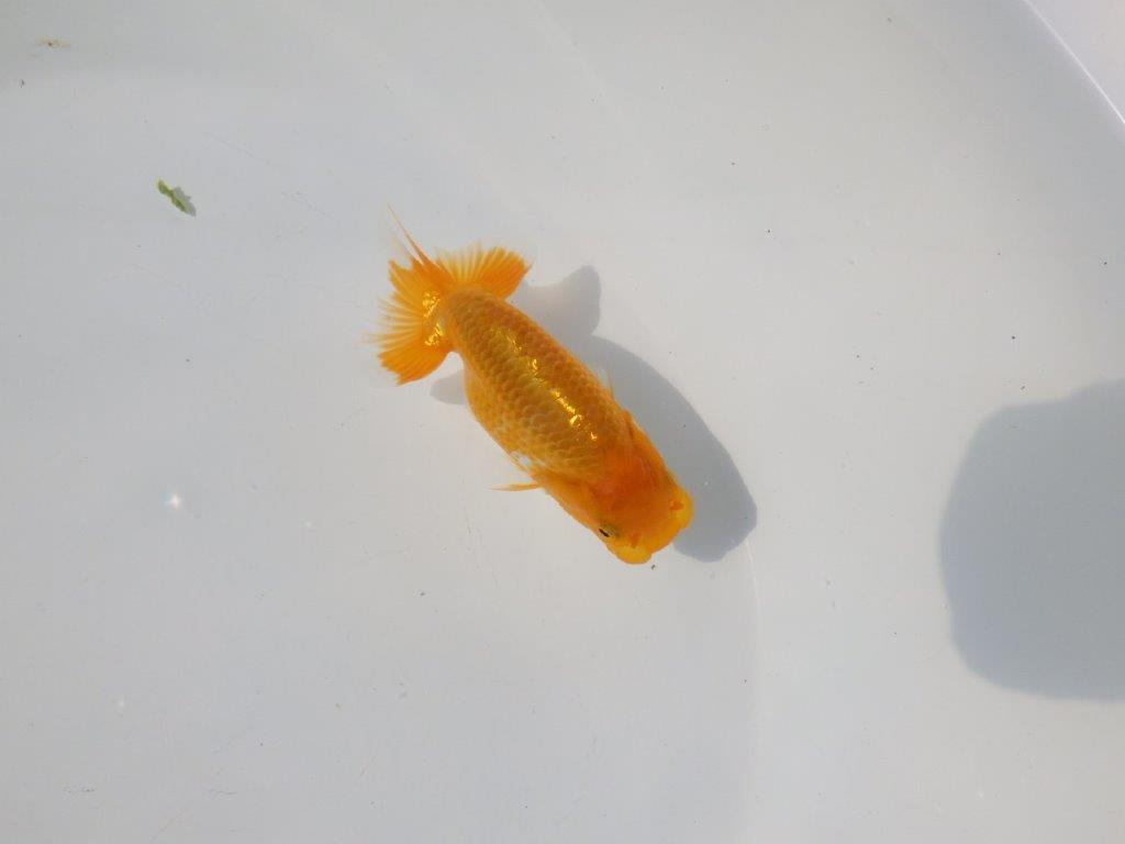 【管理魚 当歳らんちゅう 】雰囲気が良くなってきました！　約11㎝