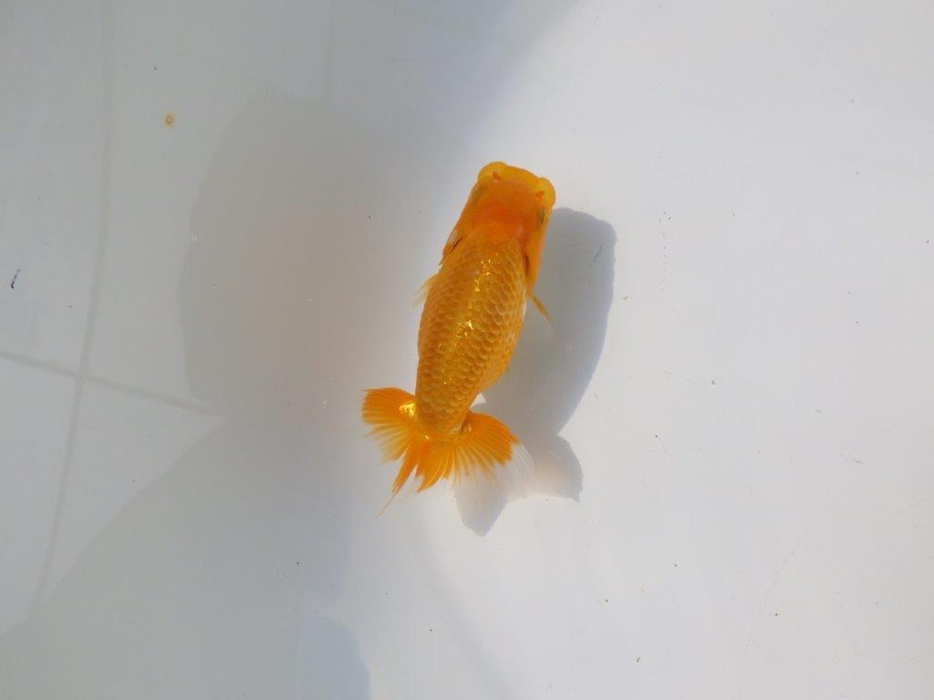 【管理魚 当歳らんちゅう 】雰囲気が良くなってきました！　約11㎝