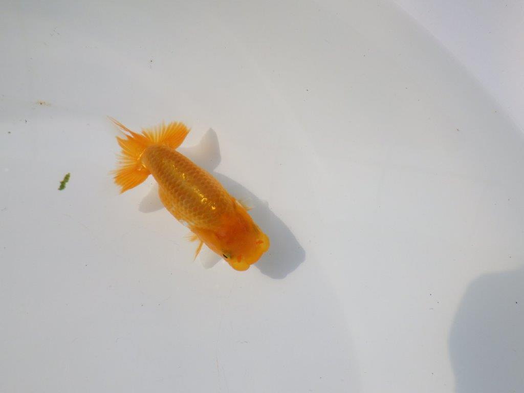 【管理魚 当歳らんちゅう 】雰囲気が良くなってきました！　約11㎝