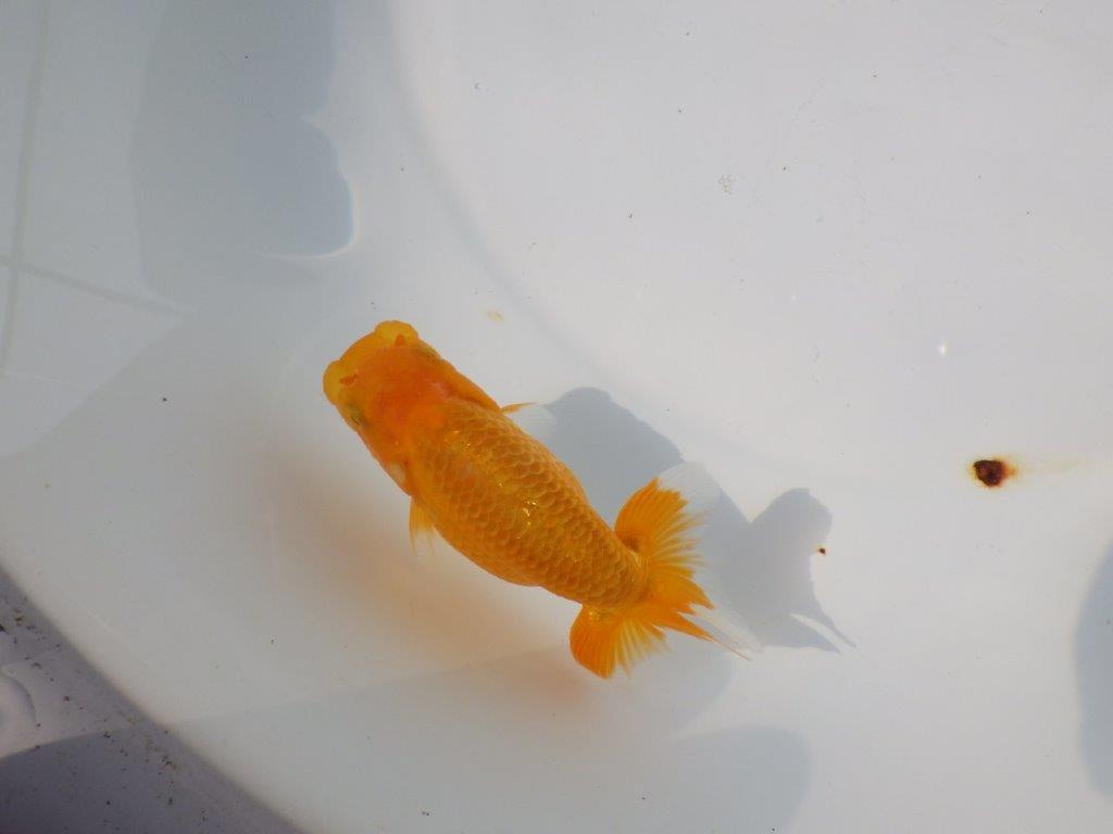 【管理魚 当歳らんちゅう 】雰囲気が良くなってきました！　約11㎝
