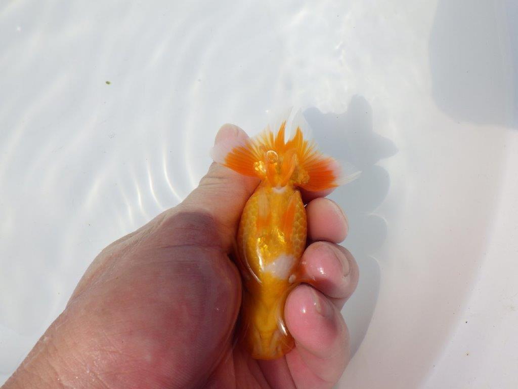 【管理魚 当歳らんちゅう 】雰囲気が良くなってきました！　約11㎝