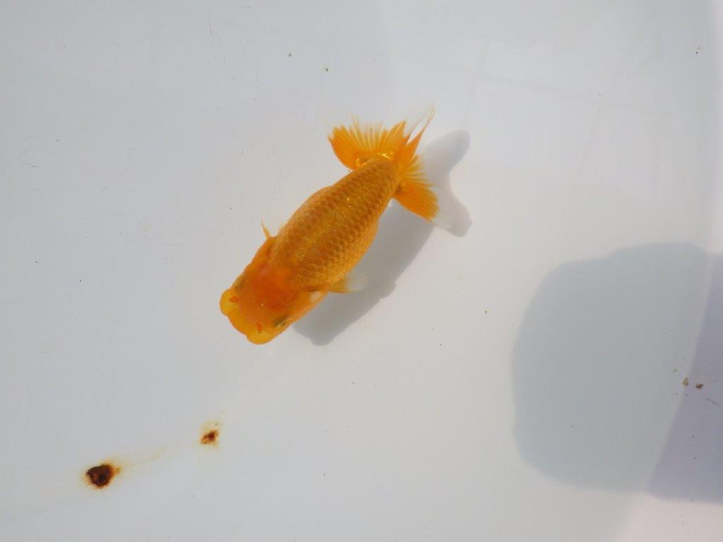 【管理魚 当歳らんちゅう 】雰囲気が良くなってきました！　約11㎝の上身