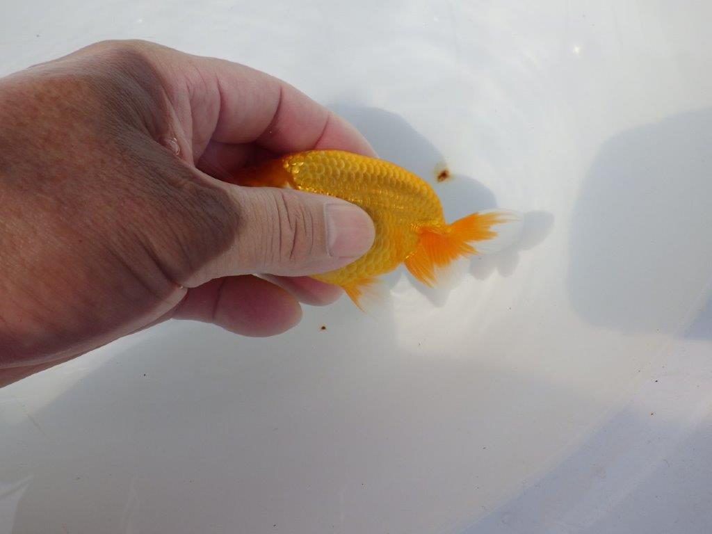 【管理魚 当歳らんちゅう 】雰囲気が良くなってきました！　約11㎝