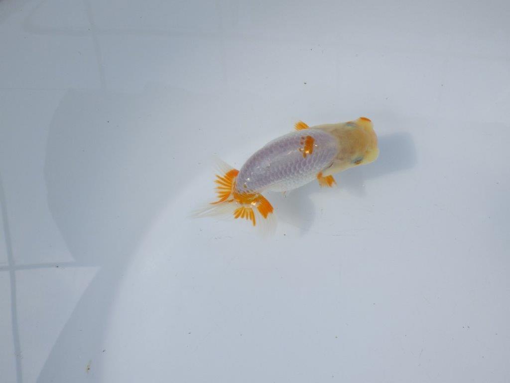 【管理魚 当歳らんちゅう 】尾型、構えも良く背も綺麗＆フンタン！　約11㎝