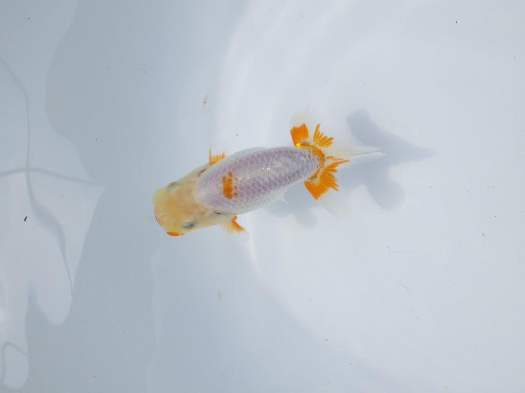 【管理魚 当歳らんちゅう 】尾型、構えも良く背も綺麗＆フンタン！　約11㎝
