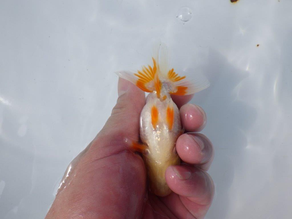 【管理魚 当歳らんちゅう 】尾型、構えも良く背も綺麗＆フンタン！　約11㎝