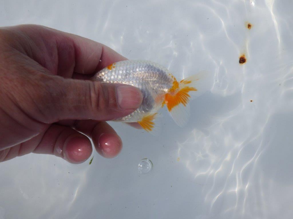 【管理魚 当歳らんちゅう 】尾型、構えも良く背も綺麗＆フンタン！　約11㎝