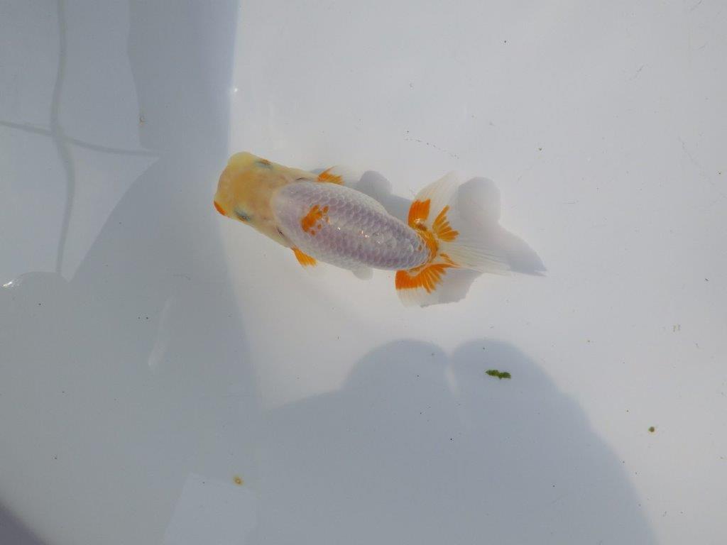 【管理魚 当歳らんちゅう 】尾型、構えも良く背も綺麗＆フンタン！　約11㎝の上身