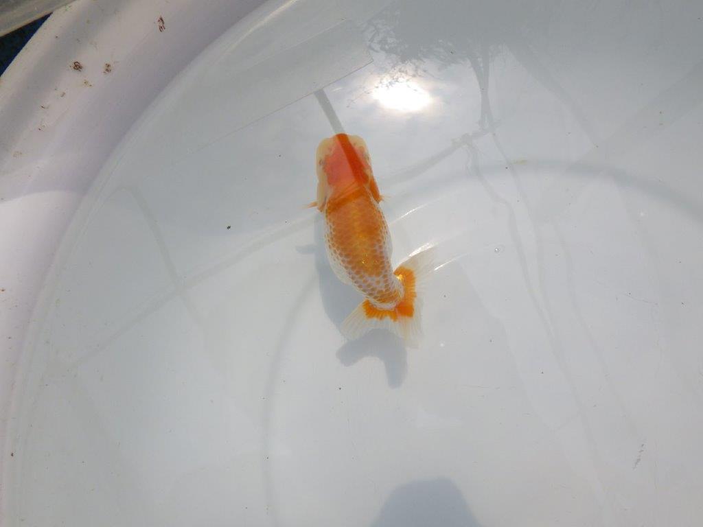 【名古屋金魚愛好会 研究会】残念賞A当歳らんちゅう約12㎝