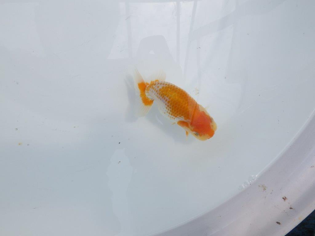 【名古屋金魚愛好会 研究会】残念賞A当歳らんちゅう約12㎝