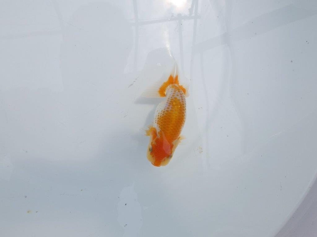 【名古屋金魚愛好会 研究会】残念賞A当歳らんちゅう約12㎝