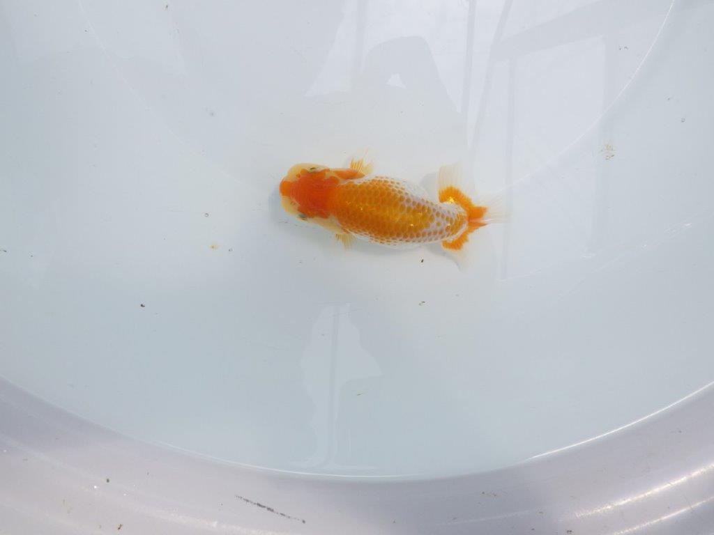 【名古屋金魚愛好会 研究会】残念賞A当歳らんちゅう約12㎝