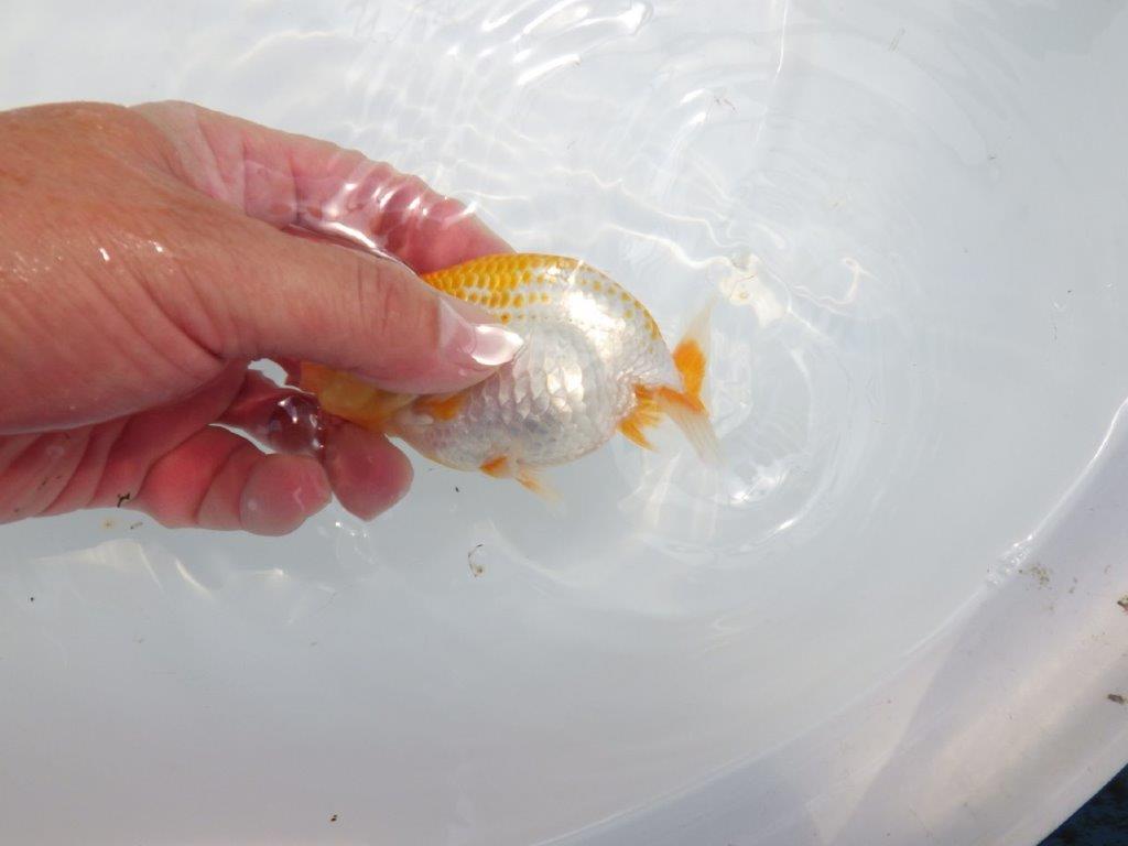 【名古屋金魚愛好会 研究会】残念賞A当歳らんちゅう約12㎝