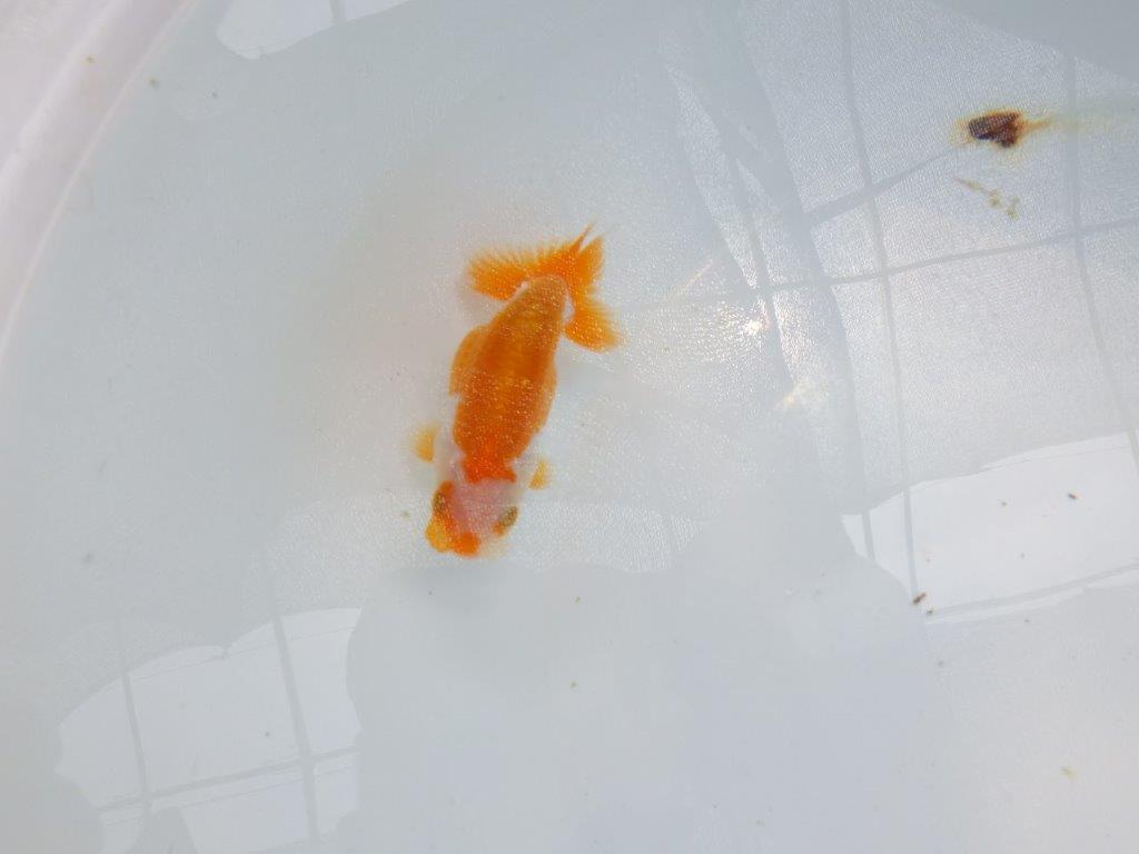 【名古屋金魚愛好会 研究会】残念賞B当歳らんちゅう約10,5㎝