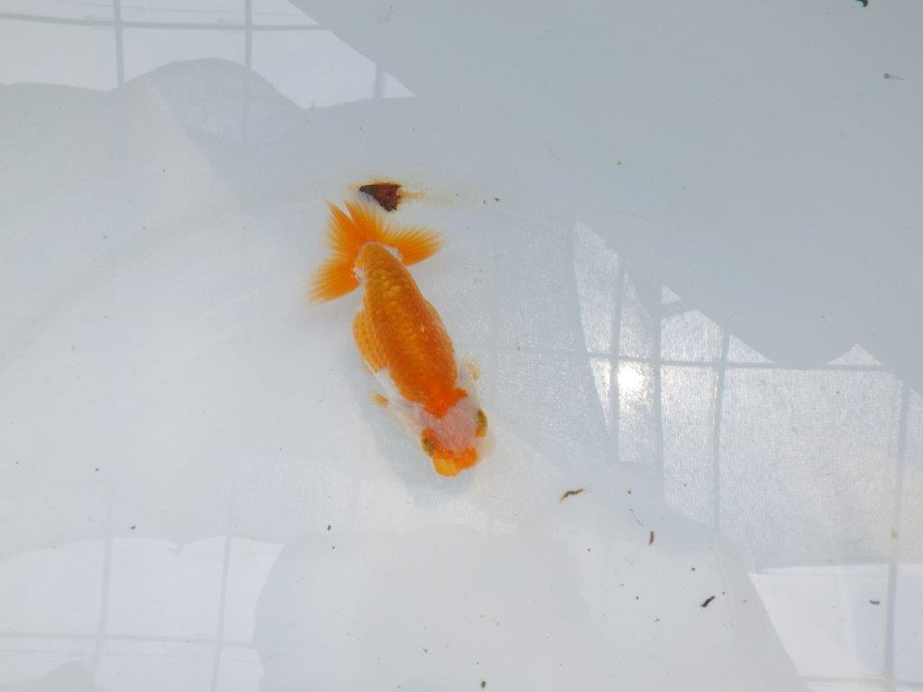 【名古屋金魚愛好会 研究会】残念賞B当歳らんちゅう約10,5㎝