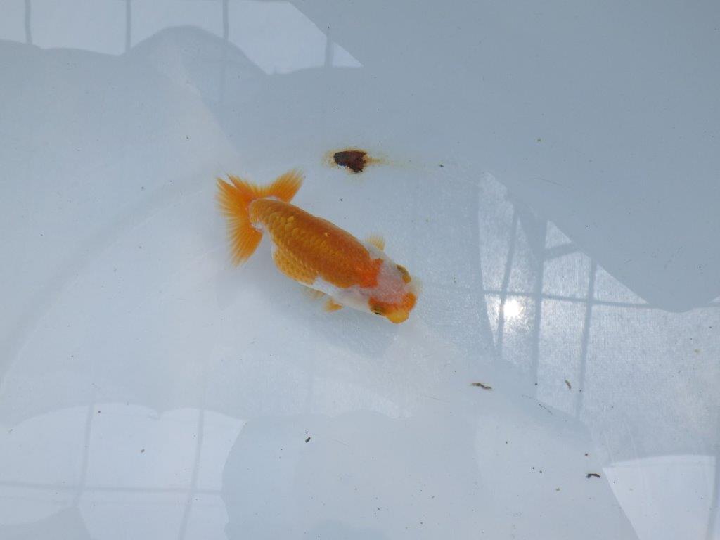 【名古屋金魚愛好会 研究会】残念賞B当歳らんちゅう約10,5㎝